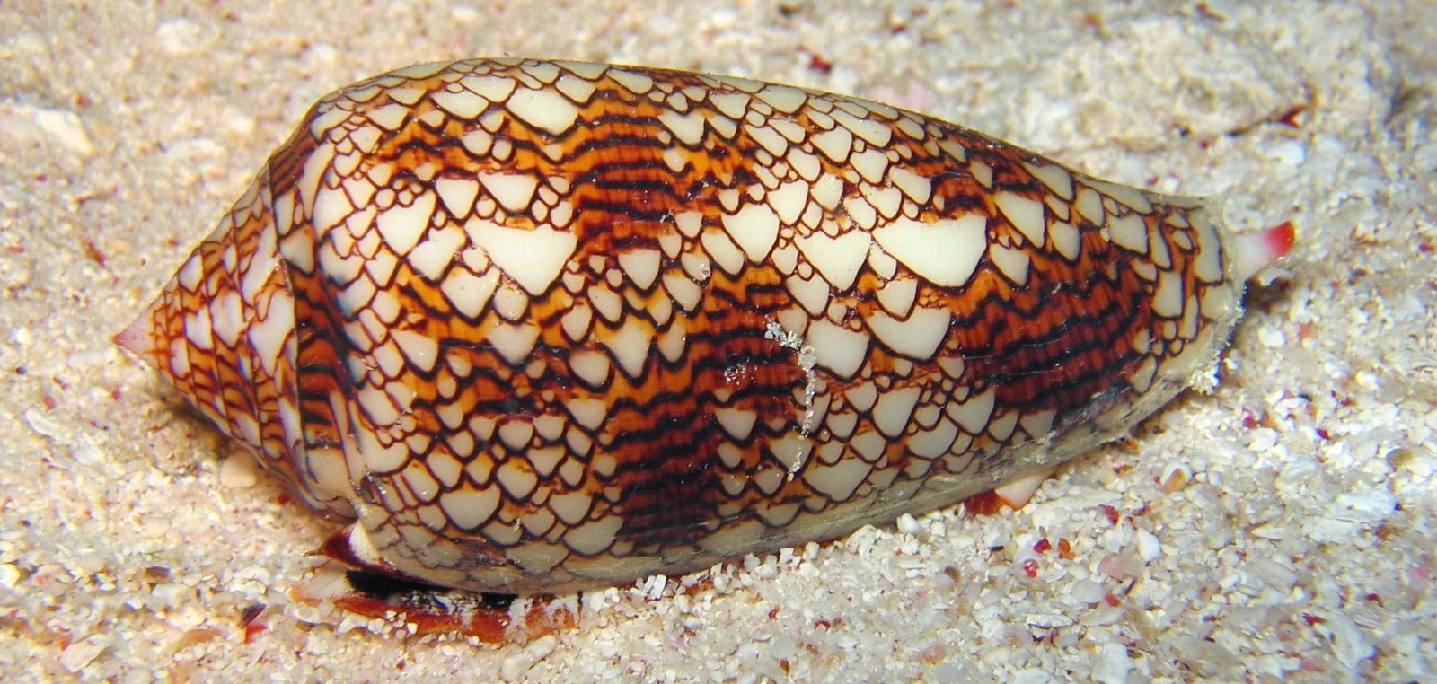 cone snail